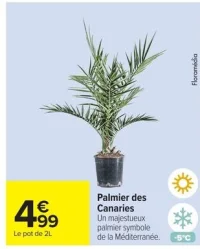 Palmier des Canaries