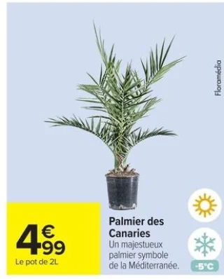Palmier des Canaries