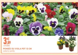 PENSÉE OU VIOLA POT 13 CM coloris variés