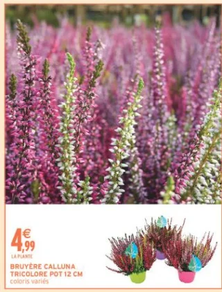 BRUYÈRE CALLUNA TRICOLORE POT 12 CM coloris variés