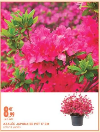 AZALÉE JAPONAISE POT 17 CM coloris variés