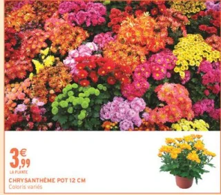 CHRYSANTHÈME POT 12 CM Coloris variés