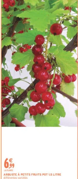 Arbuste à petits fruits pot 1.5 litre