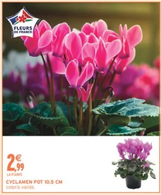 Cyclamen pot 10.5 cm