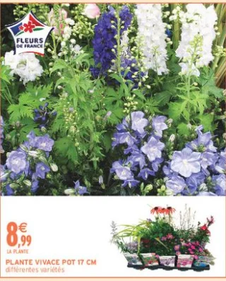 Plante Vivace pot 17 cm