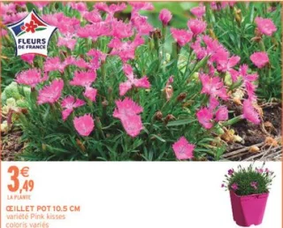 Œillet pot 10.5 cm