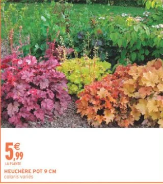 HEUCHÈRE POT 9 CM coloris variés