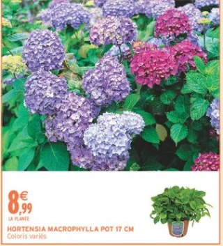 HORTENSIA MACROPHYLLA POT 17 CM Coloris variés