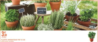 PLANTE AROMATIQUE POT 13 CM différentes variétés