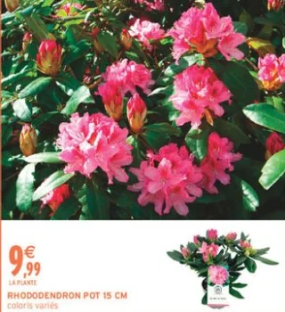 RHODODENDRON POT 15 CM coloris variés