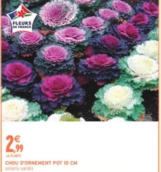 CHOU D'ORNEMENT POT 10 CM coloris variés