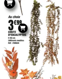 Chute d'Eucalyptus