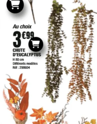 Chute d'Eucalyptus