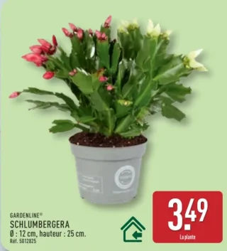 GARDENLINE® SCHLUMBERGERA