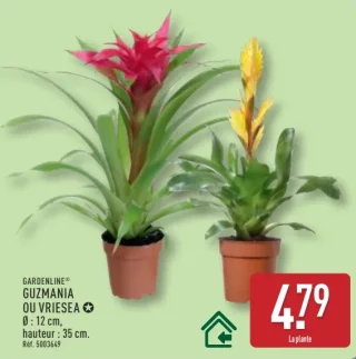 GARDENLINE® GUZMANIA OU VRIESEA