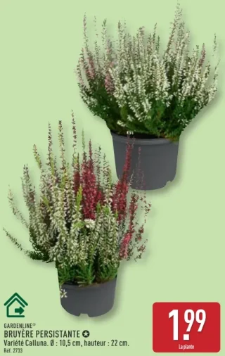 Bruyère Persistante GARDENLINE
