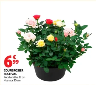 Coupe rosier Festival