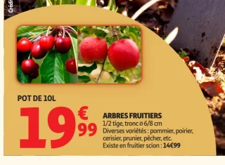 Arbres fruitiers 1/2 tige