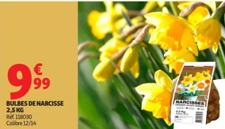 Bulbes de narcisse