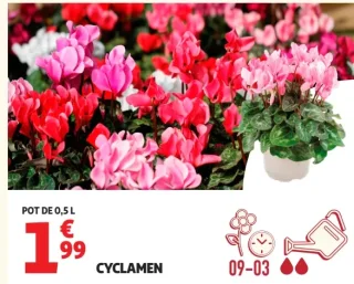Cyclamen
