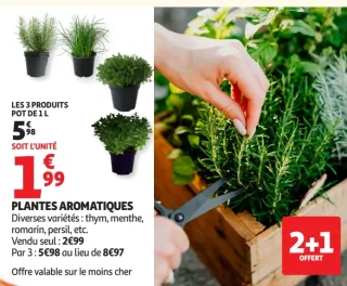 Plantes aromatiques