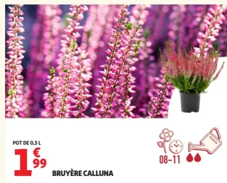 Bruyère Calluna