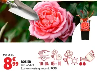 Rosier