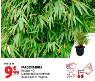 FARGESIA RUFA Hauteur 40+