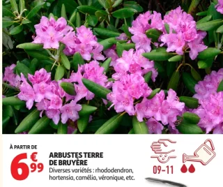ARBUSTES TERRE DE BRUYÈRE Diverses variétés : rhododendron, hortensia, camélia, véronique, etc.