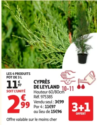CYPRÈS DE LEYLAND Hauteur 60/80cm