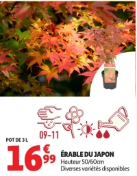 ÉRABLE DU JAPON Hauteur 50/60cm