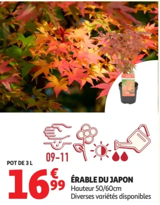 ÉRABLE DU JAPON Hauteur 50/60cm