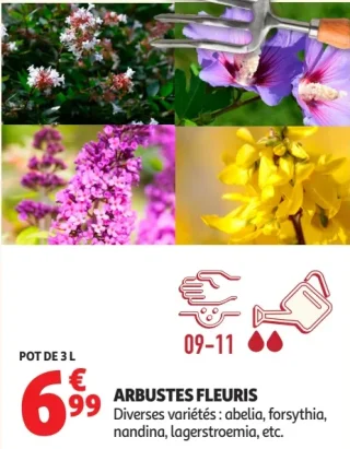ARBUSTES FLEURIS Diverses variétés : abelia, forsythia, nandina, lagerstroemia, etc.