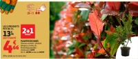 PLANTES DE HAIES Diverses variétés : photinia, éléagnus, troène, etc.