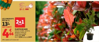 PLANTES DE HAIES Diverses variétés : photinia, éléagnus, troène, etc.