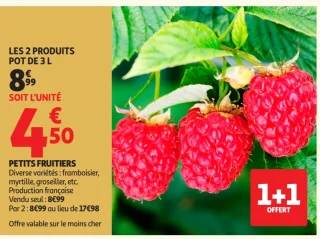 Petits fruitiers (framboisier, myrtille, groseillier, etc.)