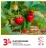 Promo Plants de fraisier Barquette de 6