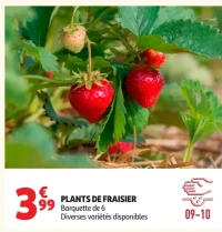Plants de fraisier Barquette de 6