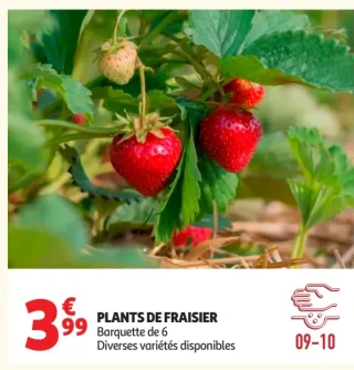 Plants de fraisier Barquette de 6