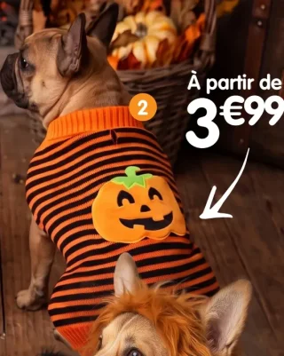 Pull pour chien citrouille