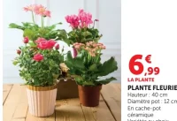 PLANTE FLEURIE
