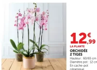 ORCHIDÉE 2 TIGES