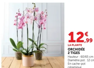 ORCHIDÉE 2 TIGES