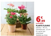 PLANTE FLEURIE