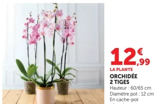 ORCHIDEE 2 TIGES