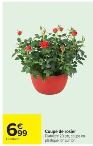 Coupe de rosier