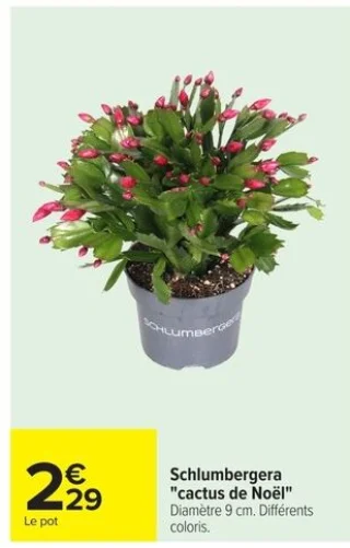 Schlumbergera "cactus de Noël"