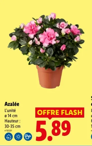 Azalée