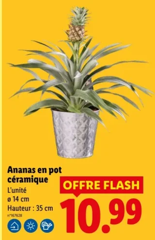 Ananas en pot céramique