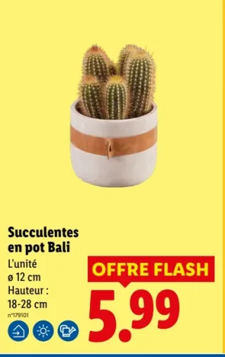 Succulentes en pot Bali
